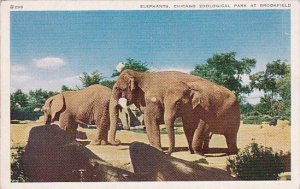 Elephants At Chicago Zoological Park Brookfield Illinois