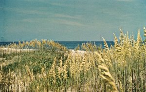 11077 Sea Oats, Outer Banks of North Carolina.