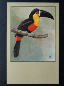 Bird Theme ARIEL TOUCAN c1950s Postcard by P. Sluis Series 10 No.117