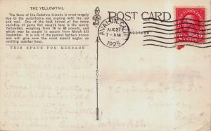 AVALON CALIFORNIA 1925 PSTMK~ONE DAYS CATCH YELLOW TAIL POSTCARD