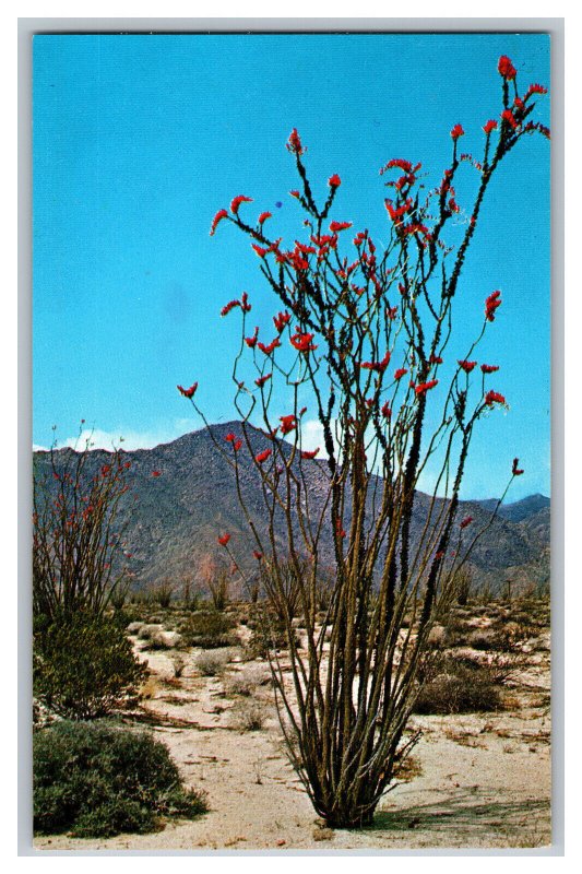 Postcard Ocotillo 