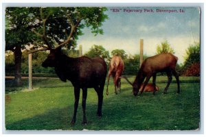 1912 Elk Fejervary Park Calves Mother Elk Green Grass Davenport Iowa IA Postcard