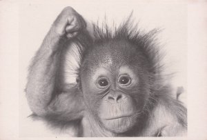 Pensive Monkey Pulling His Hair Out Like Einstein Comic Postcard