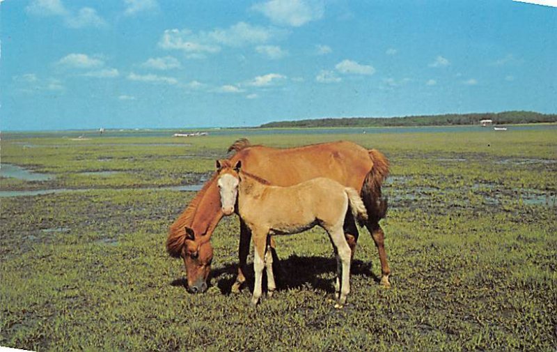 Grazing on Assateague Chincoteague, VA, USA Horse Unused 