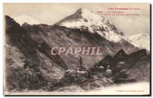 Old Postcard The Pyrenees A Flock In The High Mountain Sheep