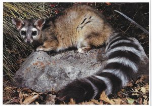 Ringtail Cat as seen at Big Bend National Park Texas 4 by 6