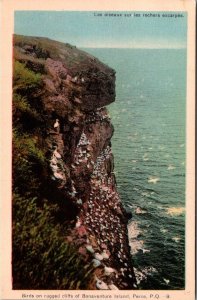 Canada Quebec Perce Bonaventure Island Birds On Rugged Cliffs