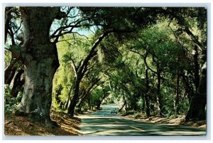 c1960 Shady Lane Road Classic Car Live Oak Park Fallbrook California CA Postcard