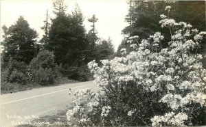 California Oregon Redwood Highway Patterson 1930s RPPC Photo Postcard 22-7762 