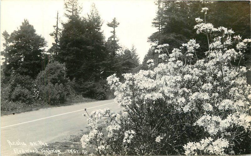 California Oregon Redwood Highway Patterson 1930s RPPC Photo Postcard 22-7762