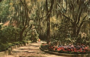 Vintage Postcard Beautiful Hydrangeas Framed With Spanish Moss H.S. Krocker Co.