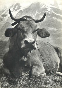 Animal Postcard Cow alpine pasture