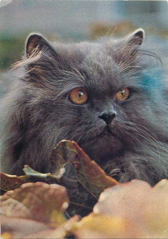 Nero Blue Persian cat postcard