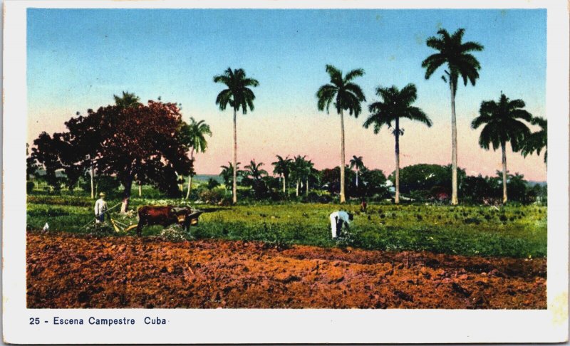 Cuba Escena Campestre Habana Havana Vintage Postcard C135