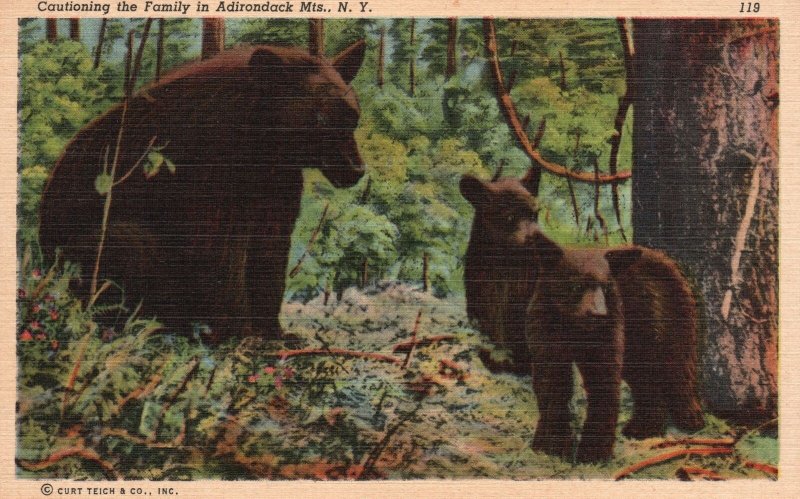 Vintage Postcard Cautioning The Family Bears In Adirondack Mountains New York NY