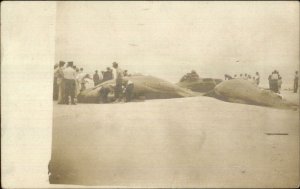 Beached Whales Possibly Florida c1910  Real Photo Postcard