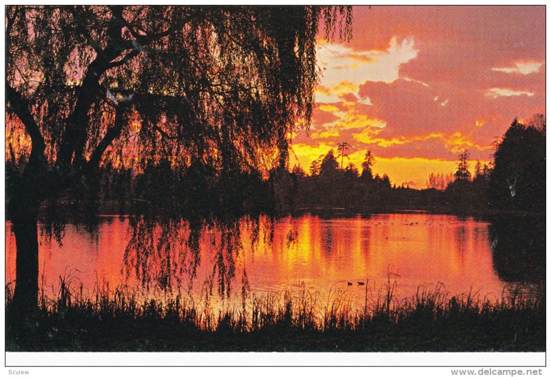 Willow Pond At Sunset, British Columbia, Canada, 40-60´