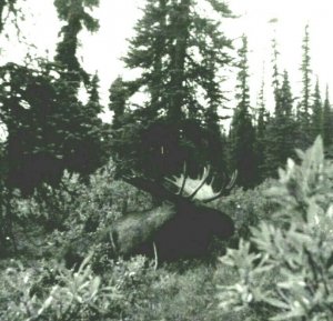 RPPC Bull Moose in Alaska Real Photo Postcard UNP B14