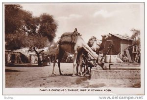 RP ; Camels Quenched Thurst, Shielk Othman , Aden , Yeman , 10-30s