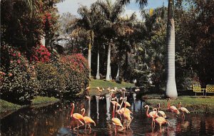 Flamingos in Tropical Setting Sarasota FL Postcard