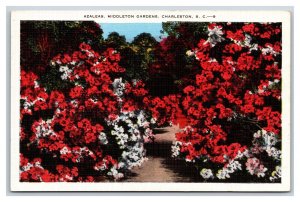 Azaleas in Middleton Gardens Charleston  SC V-Mail Linen Postcard J19