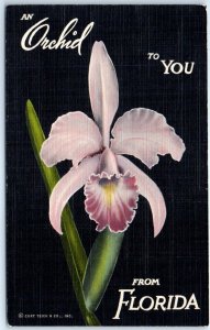 Postcard - An Orchid To You From Florida
