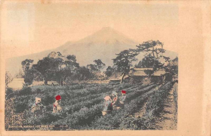 Shizuoka Japan Tea Gardens Mount Fuji Antique Postcard J46973