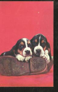 Lonesome Pair Puppies Post Card 1344