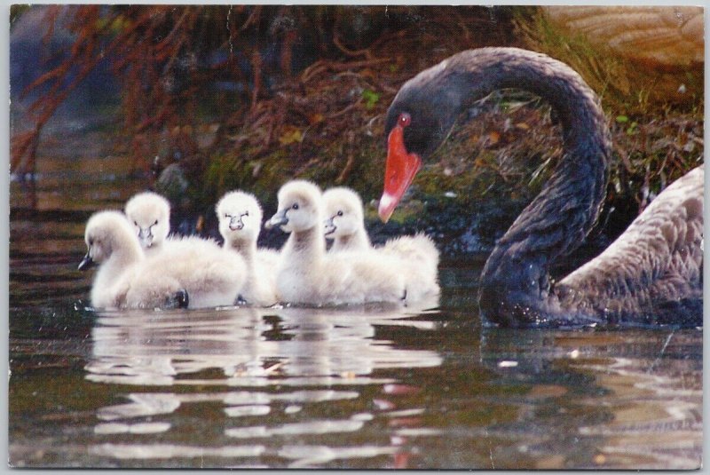 Black Swan Hyatt Regency Maui Resort and Spa Lahaina HI Continental Postcard C10