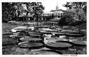 Bogor Indonesia Istana Gardens Real Photo Antique Postcard J55734