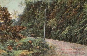 Postcard Road Scene Camberwarra Mountain Shoalhaven Dist Australia