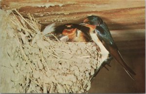 Animal~Barn Swallows In Nest In Rafters~Vintage Postcard 