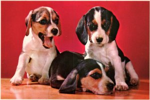 Beagle Pups Dogs