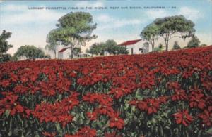 California San Diego Largest Poinsettia Field In The World
