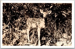 Fawn Baby Deer In Vacation Land RPPC Photo Postcard