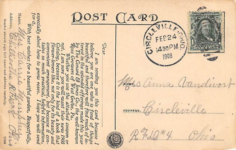 Beautiful Everblooming Roses Beautiful Everblooming Roses