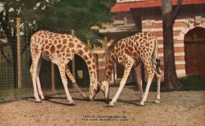 Vintage Postcard 1910's View of Giraffes Feeding New York Zoological Park N. Y.