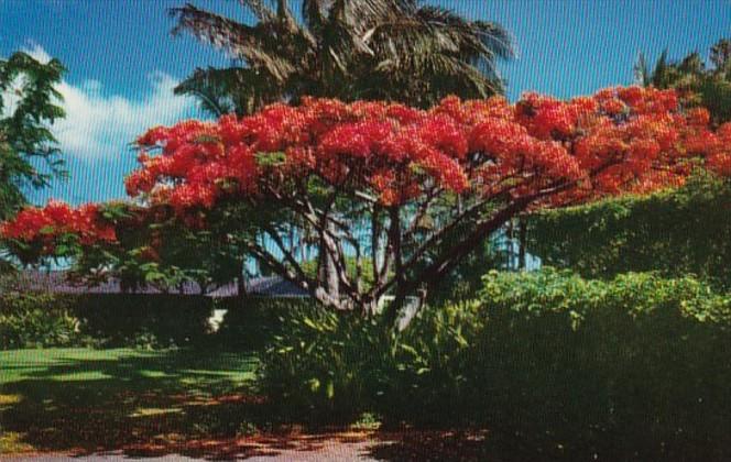 Hawaii The Flame Tree