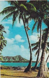 Hawaii Waikiki Tree Climber