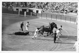 BR102431 corrida real photo sport stade stadium bull horse