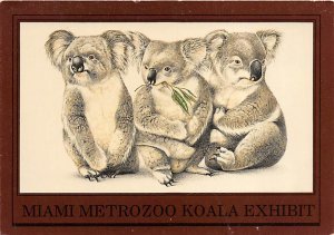 Miami Metrozoo Koala Exhibit , California  