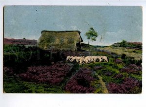 241294 GERMANY BLUHENDE HEIDE Vintage postcard