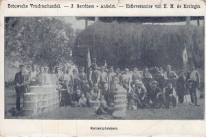 NETHERLANDS~KERSENPLUKKERS~BETUWSCHE VRUCHTENHANDEL-CHERRY PICKERS~1900 POSTCARD