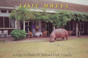 Hippo By Restaurant Table at Queen Elizabeth National Park Uganda Postcard