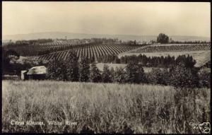 south africa, WHITE RIVER, Citrus Estates (1924) RPPC