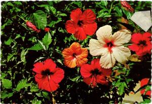 CPM AK The Sunny Caribbean Beautiful Tropical Hibiscus CURACAO (729909)