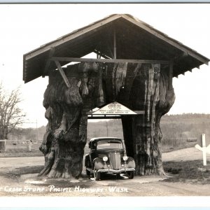 x2 LOT c1940s Washington Giant Trees RPPC Douglas Fir Log & Cedar Stump M&N A106