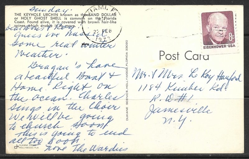 Florida - Keyhole Urchin - Holy Ghost Shell - [FL-007]