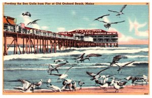 Maine   Old Orchard Beach  , Seagulls