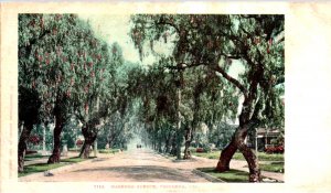 Pasadena, California - Tree lined Marengo Avenue - c1905